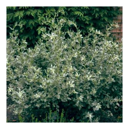 Pourpier de mer, Arroche marine