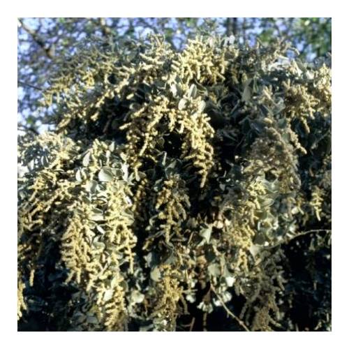 Pourpier de mer, Arroche marine