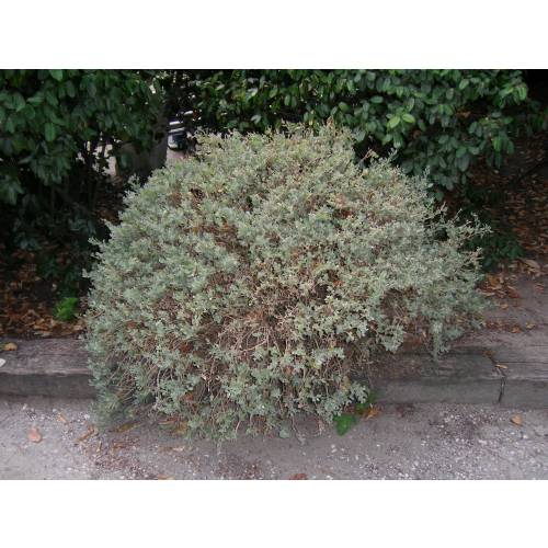 Pourpier de mer, Arroche marine