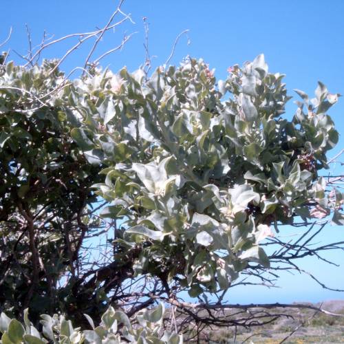 Pourpier de mer, Arroche marine