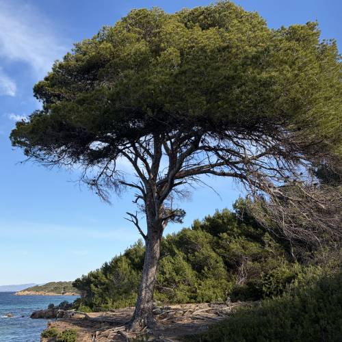 Pin d'Alep