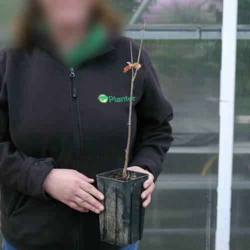 Erable griseum, Erable cannelle