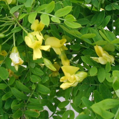 Caraganier de Sib�rie, Caragana arborescens