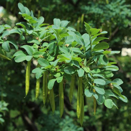 Caraganier de Sib�rie, Caragana arborescens