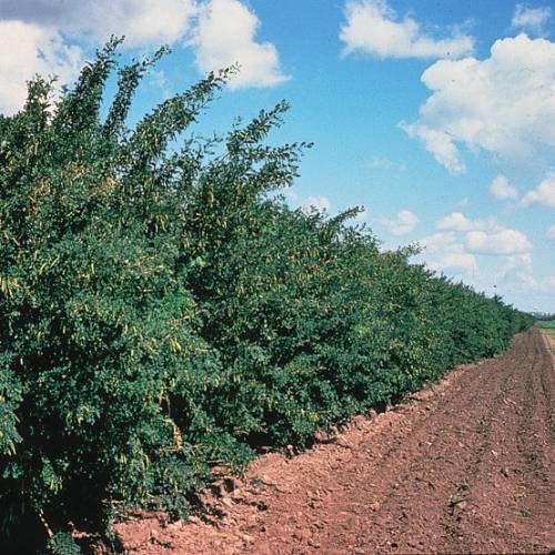 Caraganier de Sib�rie, Caragana arborescens