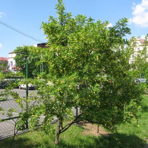 Caraganier de Sib�rie, Caragana arborescens