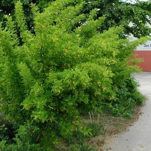 Caraganier de Sib�rie, Caragana arborescens