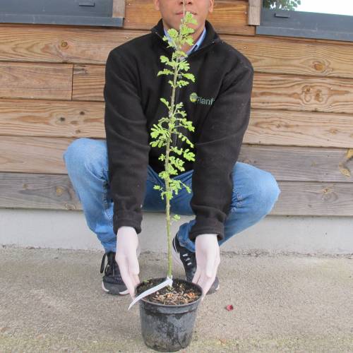 Caraganier de Sib�rie, Caragana arborescens