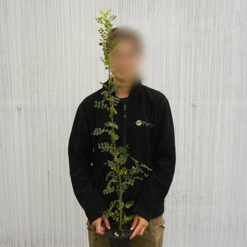 Caraganier de Sib�rie, Caragana arborescens