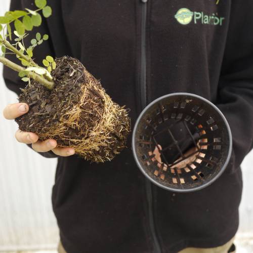 Caraganier de Sib�rie, Caragana arborescens