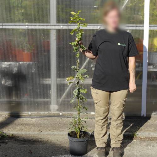 Caraganier de Sib�rie, Caragana arborescens