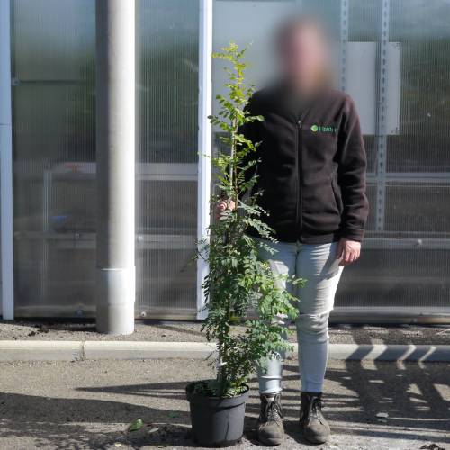 Caraganier de Sib�rie, Caragana arborescens