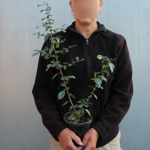 Cognassier du Japon Rouge