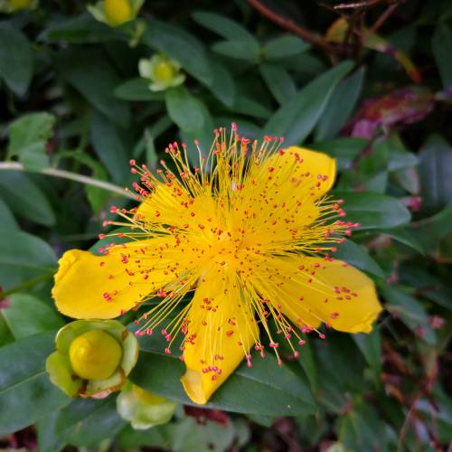 Millepertuis couvre-sol  grandes fleurs