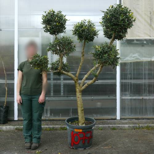 Olivier nuage, Olivier specimen