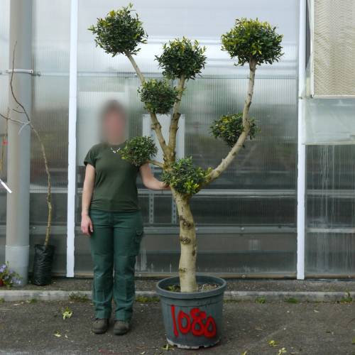 Olivier nuage, Olivier specimen