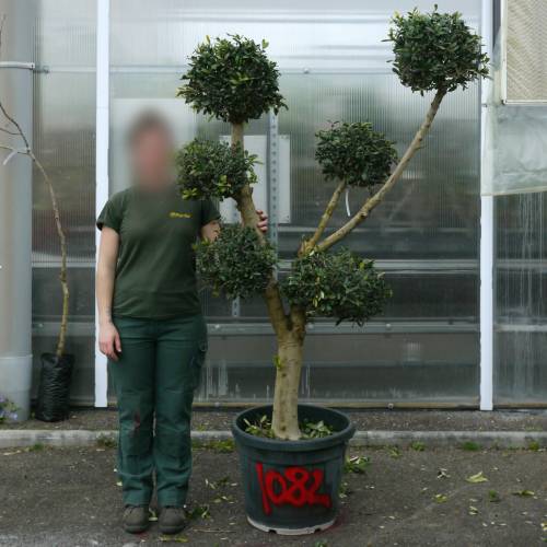 Olivier nuage, Olivier specimen