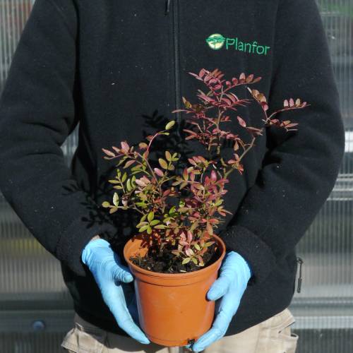 Pistachier lentisque