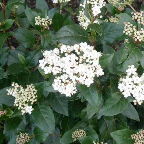 Viorne tin, Laurier tin