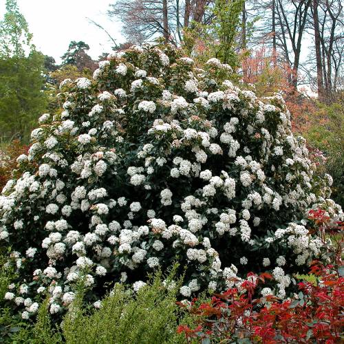 Viorne tin, Laurier tin