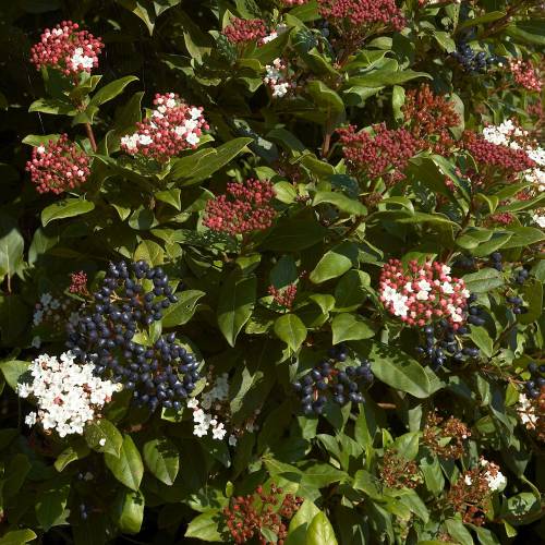 Viorne tin, Laurier tin