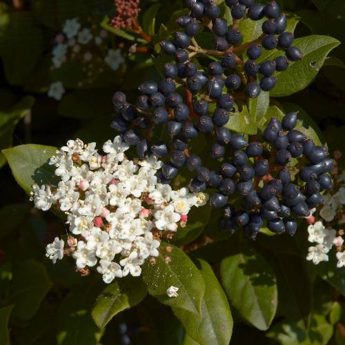 Viorne tin, Laurier tin