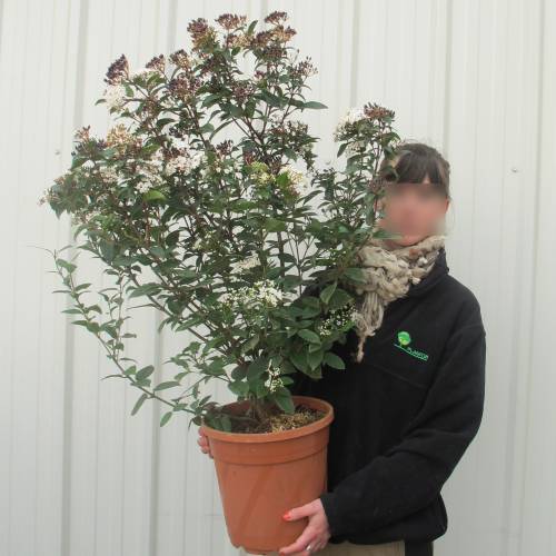 Viorne tin, Laurier tin