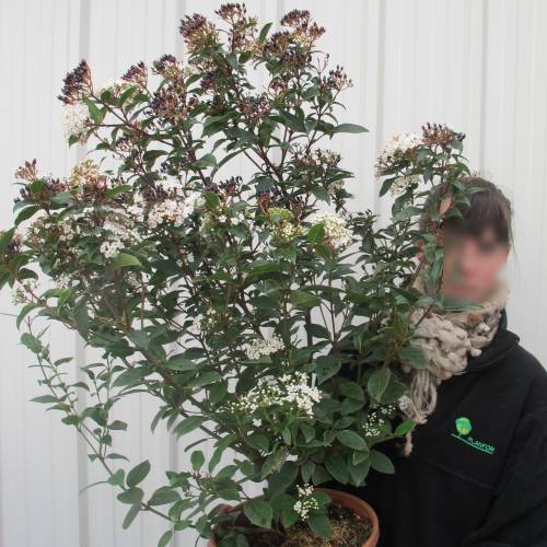 Viorne tin, Laurier tin