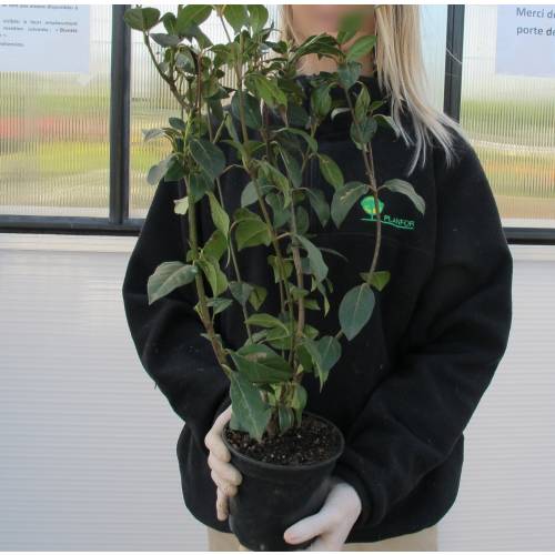 Viorne tin, Laurier tin