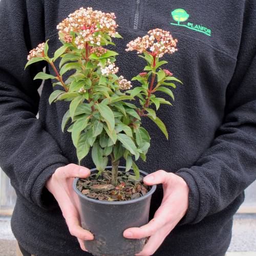 Viorne tin, Laurier tin