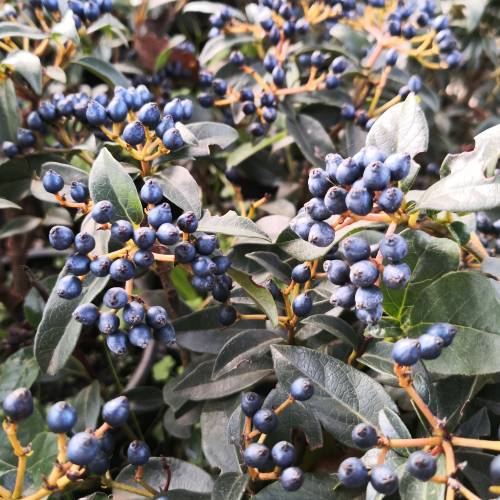 Viorne tin, Laurier tin