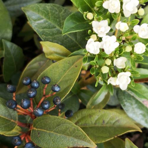 Viorne tin, Laurier tin