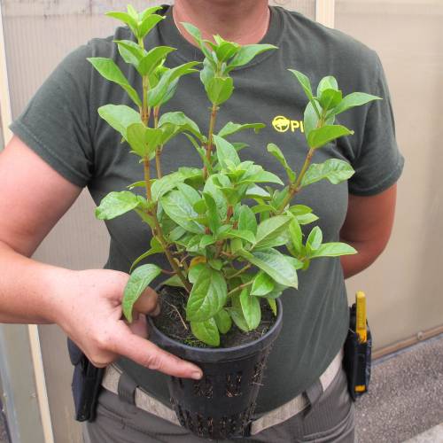 Viorne tin, Laurier tin