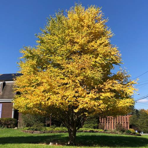 Arbre � caramel