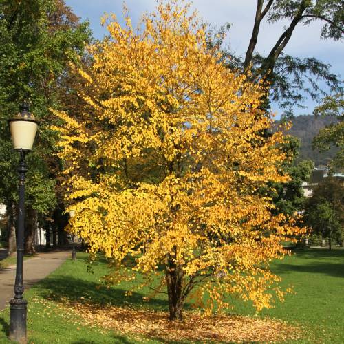 Arbre � caramel