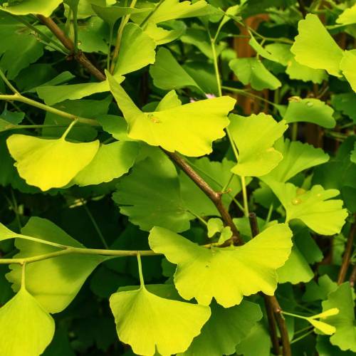 Ginkgo biloba