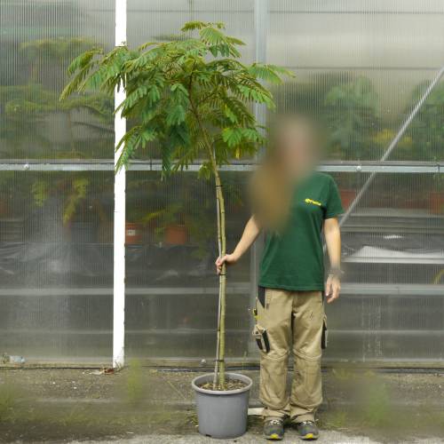 Albizia julibrissin 'Ombrella'