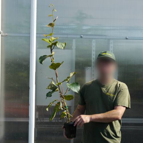 Kiwi autofertile