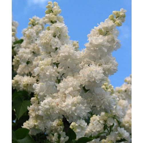 Lilas commun blanc : vente Lilas commun blanc / Syringa vulgaris alba