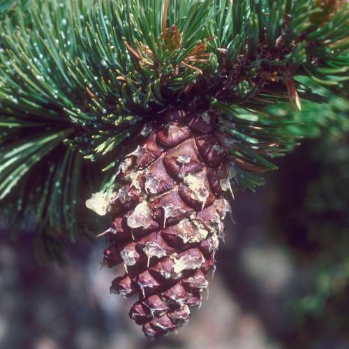 Pin  queue de renard