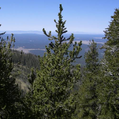 Pin  queue de renard