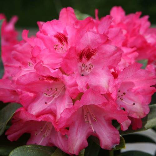 Rhododendron nain rose