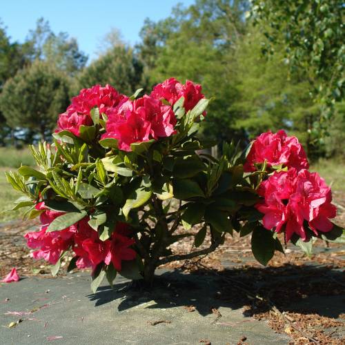 Rhododendron rouge 'Lord Roberts'