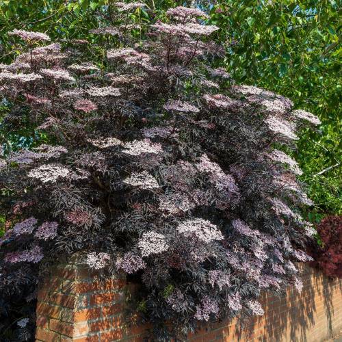 Sureau noir 'Black Lace'