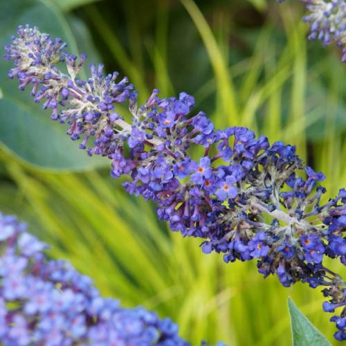 Arbre  papillons Bleu 'Adonis blue Adokeep'