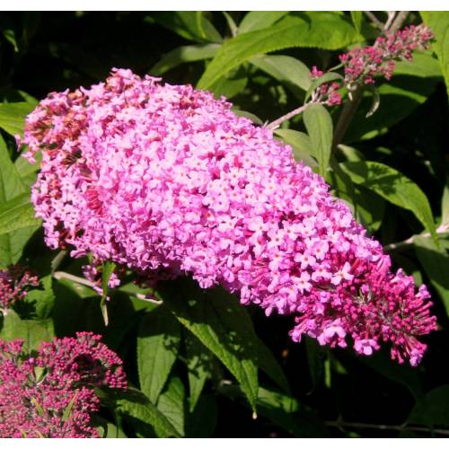 Arbre  papillons Rose 'Pink delight'