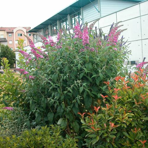 Arbre  papillons Rose 'Pink delight'