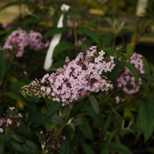 Arbre  papillons Rose 'Pink delight'