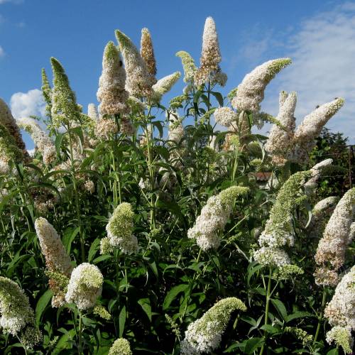 Arbre  papillons Blanc 'White profusion'