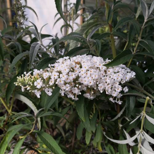 Arbre  papillons Blanc 'White profusion'